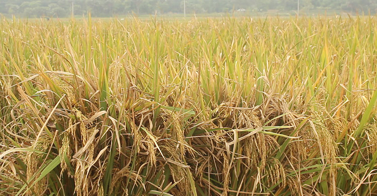 মিলনের উদ্ভাবিত নতুন জাতে বিঘায় ৪৩ মণ ধান