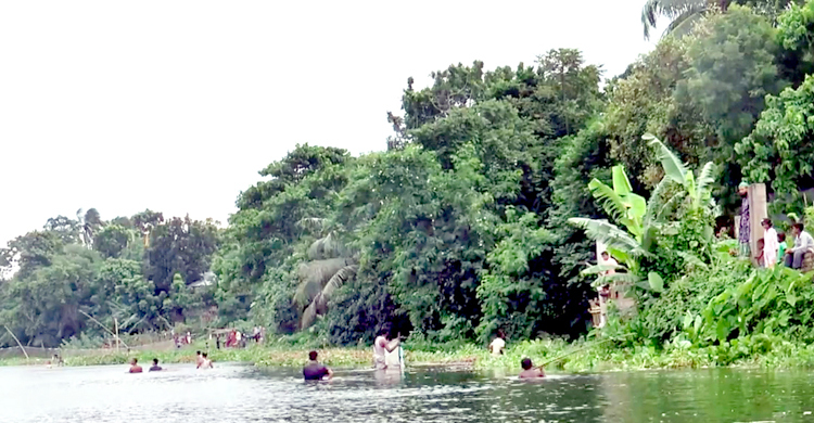 বাঁওড়ে ভেসে ওঠা মাছ নিয়ে গেলেন স্থানীয়রা, লোকসানের মুখে জেলেরা