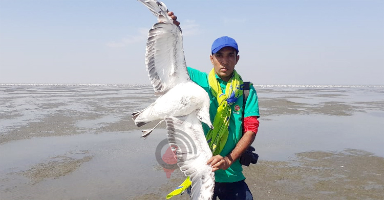 মাছ ধরার জালে আটকে মারা পড়ছে পাখি