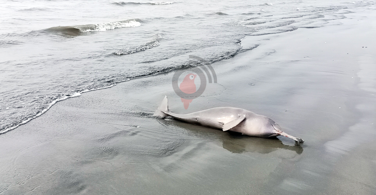 কুয়াকাটা সৈকতে ভেসে এলো মৃত ডলফিন