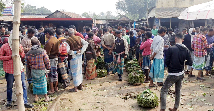 কুষ্টিয়ায় পানের দাম কম, হতাশ চাষিরা