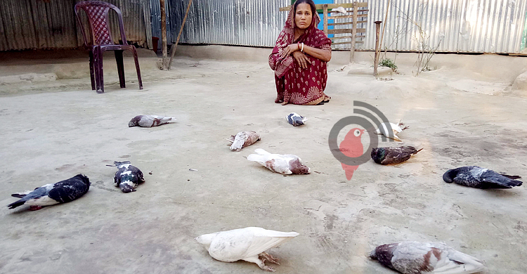 মেম্বারের বাড়িতে মৌমাছির ‘আক্রমণে’ ৩৬ কবুতরের মৃত্যু