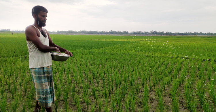 কুড়িগ্রামে বাড়তি দামেও মিলছে না সার