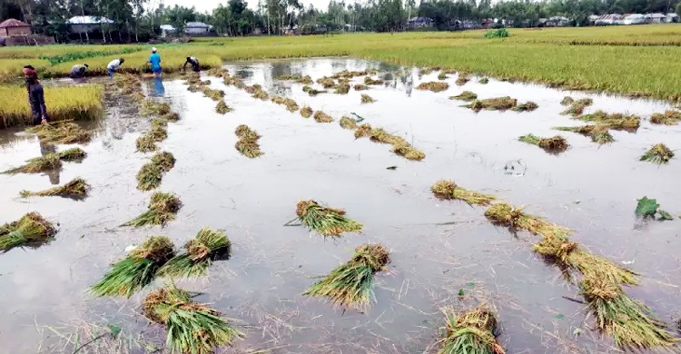 ডুবে গেছে চরাঞ্চলের ধান, আগাম বন্যার শঙ্কায় কুড়িগ্রামের চাষিরা