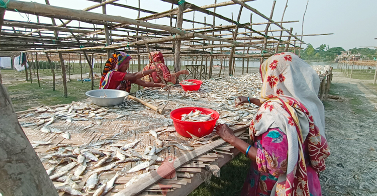 চাহিদার সঙ্গে পাল্লা দিয়ে বাড়ছে কুয়াকাটা শুঁটকি পল্লীর ব্যস্ততা
