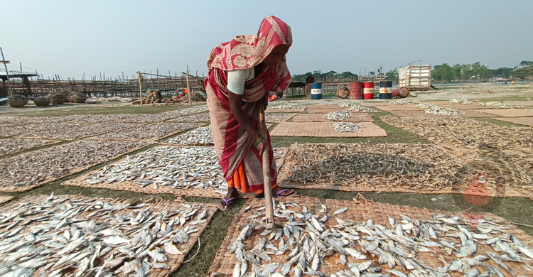 চাহিদার সঙ্গে পাল্লা দিয়ে বাড়ছে কুয়াকাটা শুঁটকি পল্লীর ব্যস্ততা
