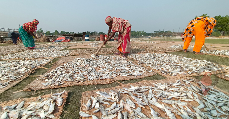 চাহিদার সঙ্গে পাল্লা দিয়ে বাড়ছে কুয়াকাটা শুঁটকি পল্লীর ব্যস্ততা