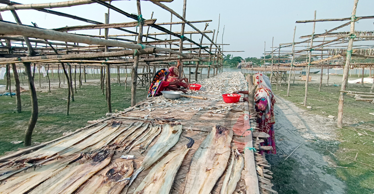 চাহিদার সঙ্গে পাল্লা দিয়ে বাড়ছে কুয়াকাটা শুঁটকি পল্লীর ব্যস্ততা