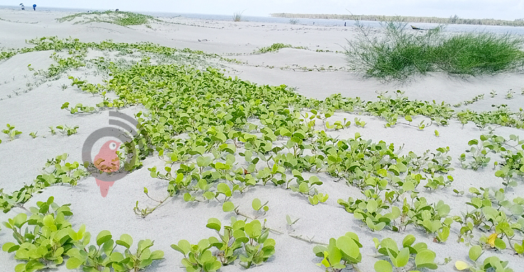 নবরূপে নজর কেড়েছে কুয়াকাটা