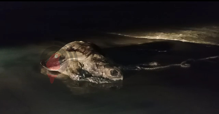 কুয়াকাটা সৈকতে ফের মৃত মা কচ্ছপ