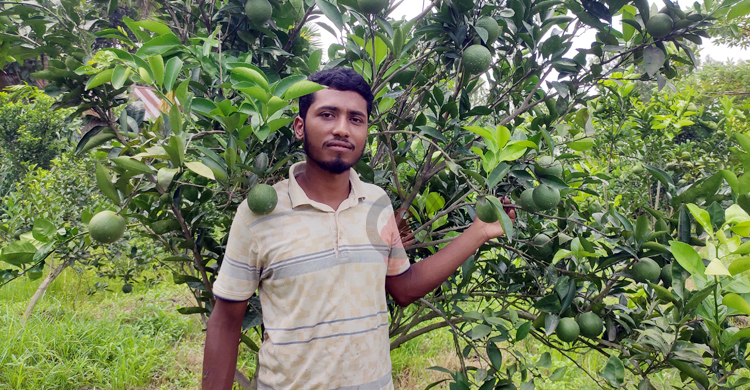 মাল্টা চাষে লাখপতি ফারুক