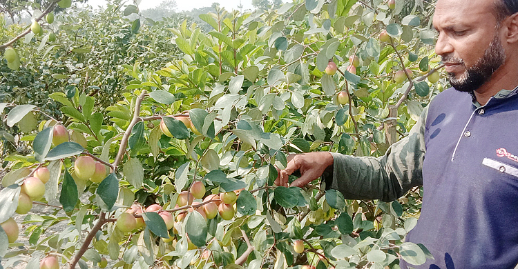 লাখ টাকার ফলন, জীবন বদলের স্বপ্ন দেখছেন শার্শার কুলচাষিরা