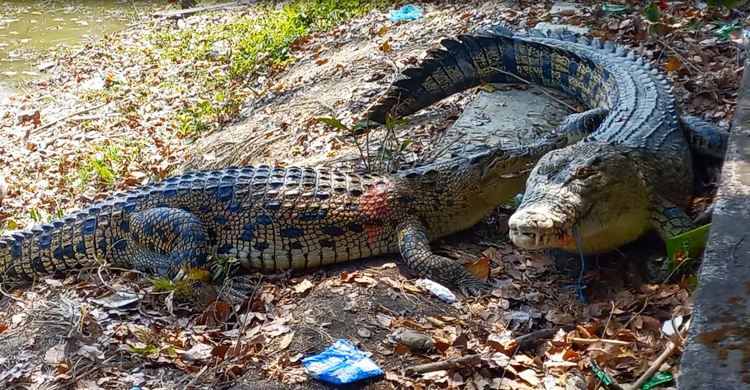 ‘টেংরা-সকিনা’য় পার ১০ বছর, বাঁচেনি একটি বাচ্চাও