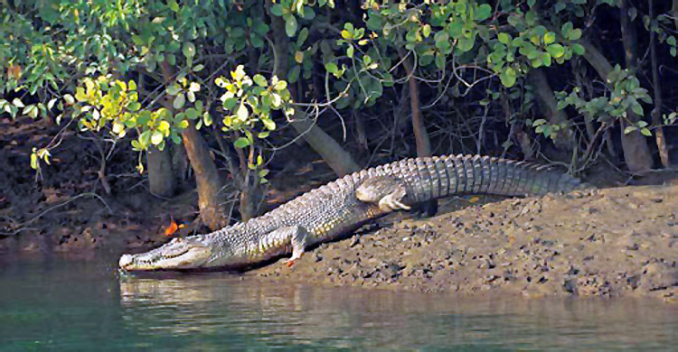 সুন্দরবনে ৯০টি কুমির ছাড়ছে বন বিভাগ