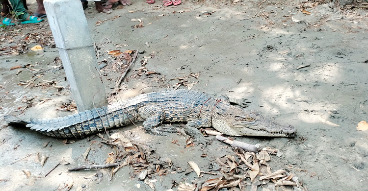 এবার চিংড়ি ঘের থেকে কুমির উদ্ধার