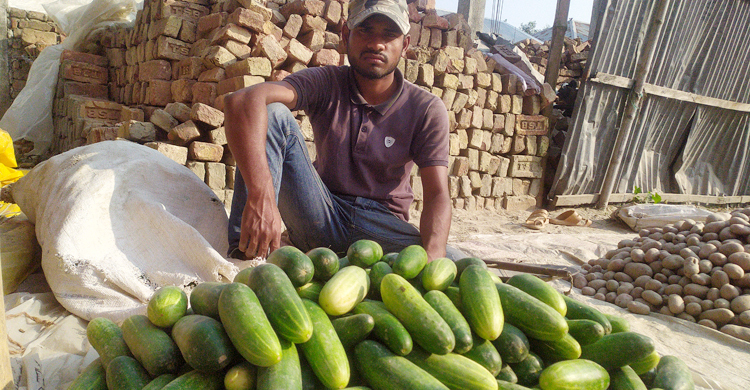 ৪ টাকা কেজির শসাতেও মিলছে না ক্রেতা