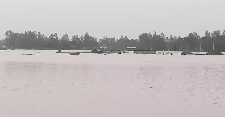 কুড়িগ্রামে বন্যা পরিস্থিতি অপরিবর্তিত, গো-খাদ্যের সংকট চরমে