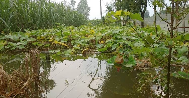 এখনো বিপৎসীমার ওপর ব্রহ্মপূত্র-ধরলা, খাদ্য সংকটে বানভাসিরা