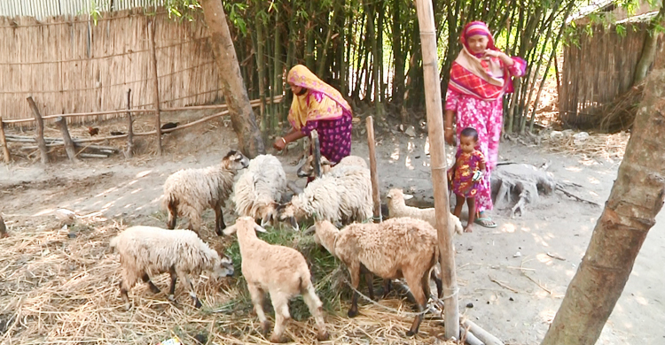 ভেড়া পালন করে আলোর মুখ দেখছে চরবাসী