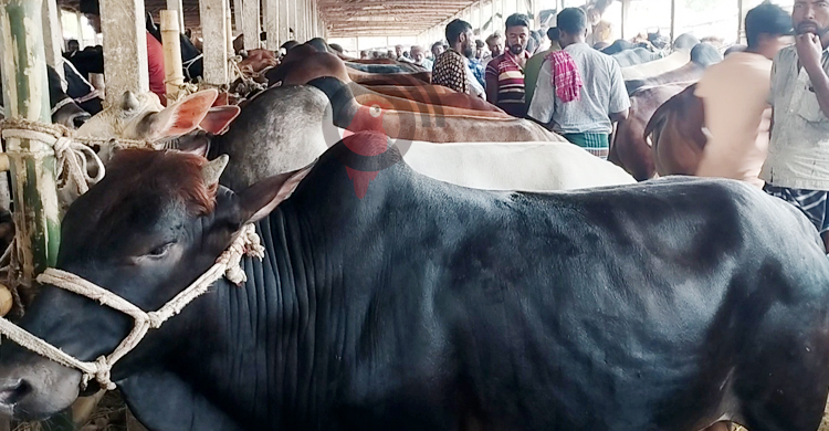 গো-খাদ্য সংকটে কোরবানির হাটে পশুর ঢল, মিলছে না ক্রেতা