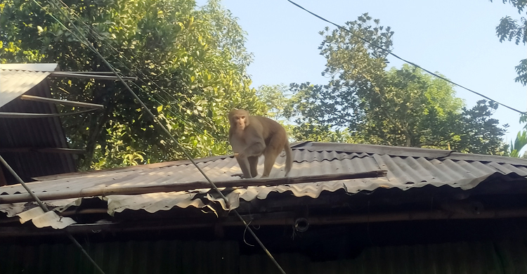খাবারের সন্ধানে লোকালয়ে বানর, উৎসুক জনতার ভিড়