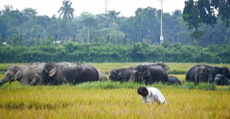কুড়িগ্রামে ভারতীয় হাতির দলের তাণ্ডব