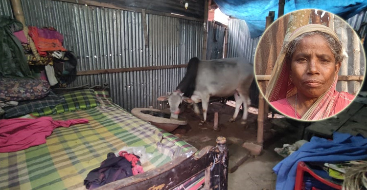 ছেলের গোয়াল ঘরে মায়ের বসবাস
