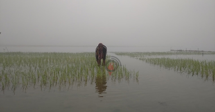 শীতে কাবু সীমান্তঘেঁষা কুড়িগ্রাম