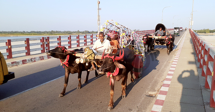 মহিষের গাড়িতে বিয়ে করতে গেলেন বর
