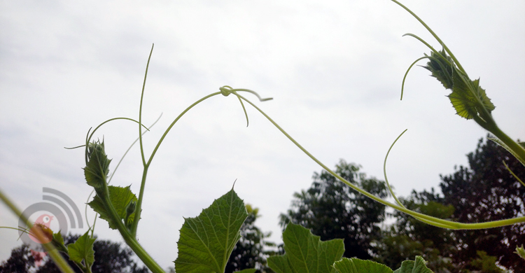 মাঝ পৌষে শীত গায়েব, গুঁড়ি গুঁড়ি বৃষ্টি