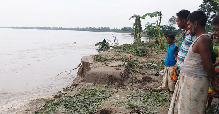 কুড়িগ্রামে আবারও বন্যা, নদী ভাঙনে গৃহহীন শতাধিক পরিবার