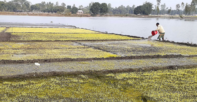 তীব্র শীতে নষ্ট হচ্ছে বোরো বীজতলা