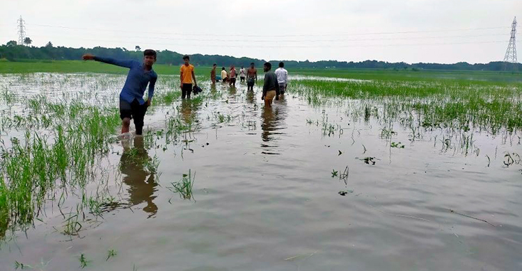 পানি আটকে দুই প্রভাবশালীর মাছচাষ, তলিয়ে গেছে ৩০০ বিঘা জমির ফসল
