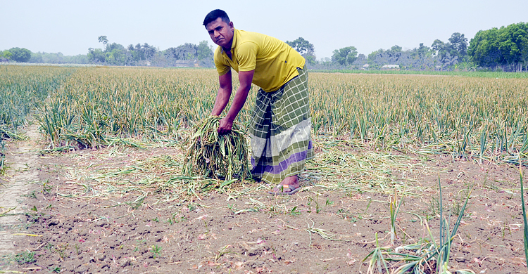 পেঁয়াজ-রসুন বাঁচাতে রাতে খেত পাহারা দিচ্ছেন চাষিরা