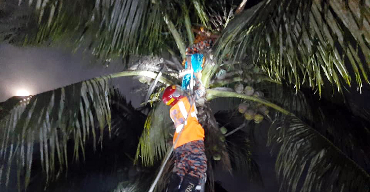‘জিনের আছরে’ নারকেল গাছে নারী, নামাল ফায়ার সার্ভিস