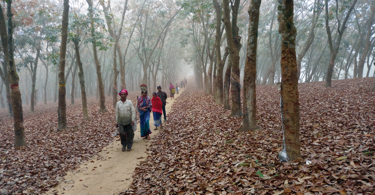 কনকনে শীতে ভোগান্তিতে চা শ্রমিকরা