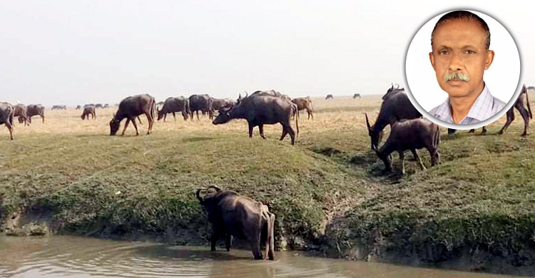 আদালতের নির্দেশের পরও ১৭ মহিষ ফেরত দিচ্ছেন না চেয়ারম্যান