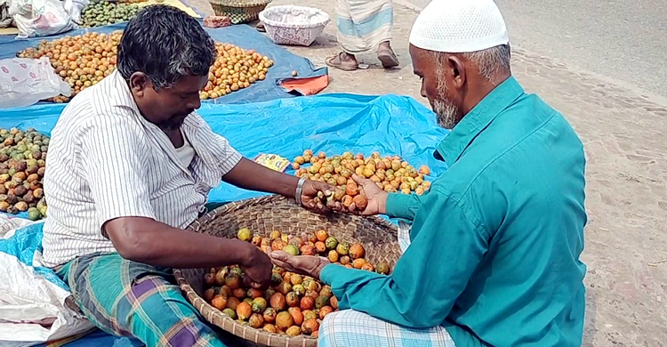লক্ষ্মীপুরে হাজার কোটি টাকার সুপারি বিক্রির সম্ভাবনা