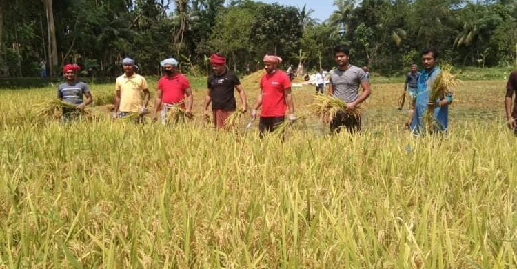 রায়পুরে মাসব্যাপী কৃষকের ধান কেটে দেবে যুবলীগ