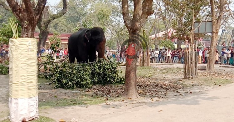 সঙ্গীর খোঁজে বেপরোয়া পুরুষ হাতি, এলাকায় তাণ্ডব