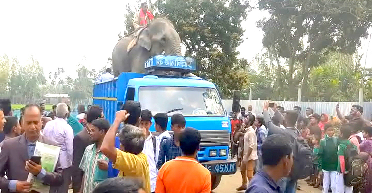 সেই হাতিকে শান্ত করতে ৪ লাখ টাকা খরচ!