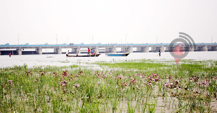 চৈত্র মাসেও বাড়লো তিস্তার পানি, নষ্ট হচ্ছে ফসল