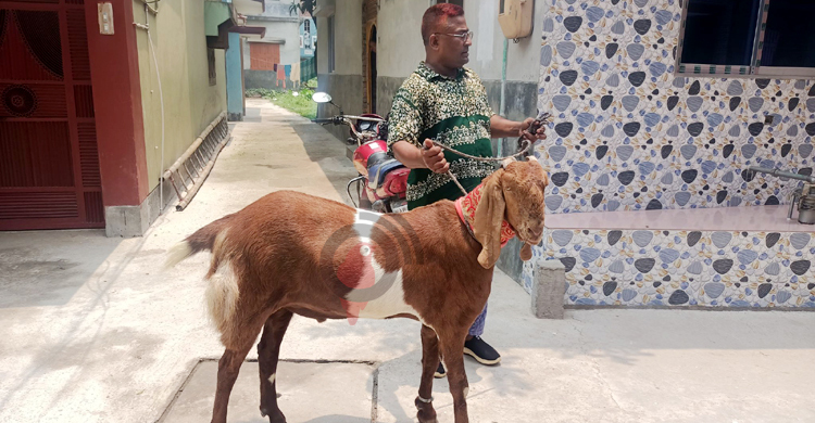 দিনে ৩০০ টাকার খাবার খায় আড়াই মণের ‘লালবাবু’