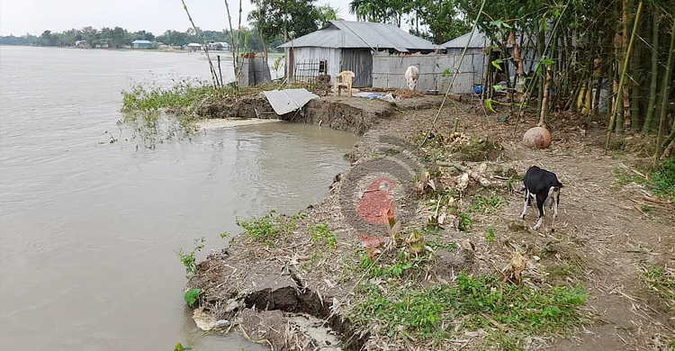 তিস্তার পানি কমলেও বেড়েছে ভাঙন