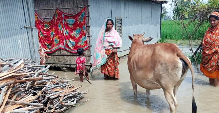 বিপৎসীমার ওপরে তিস্তার পানি, দুর্ভোগে ৫ হাজার পরিবার