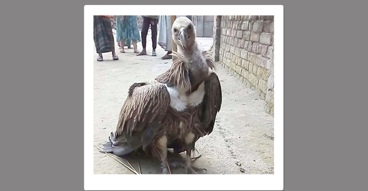 হাতীবান্ধায় উদ্ধার হওয়া শকুনটি এখন চিকিৎসাধীন