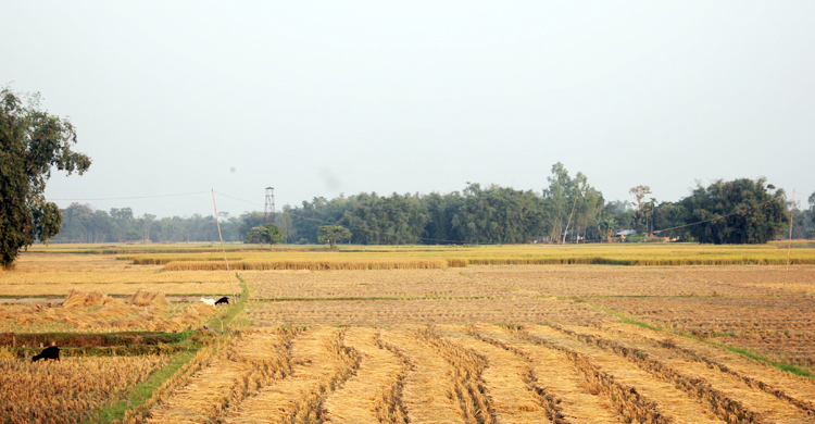 পাটগ্রাম সীমান্তে বিএসএফের গুলিতে বাংলাদেশি নিহত