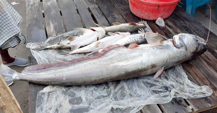 বড়শিতে ধরা পড়লো ২০ কেজির বোয়াল, ২৯ হাজারে বিক্রি