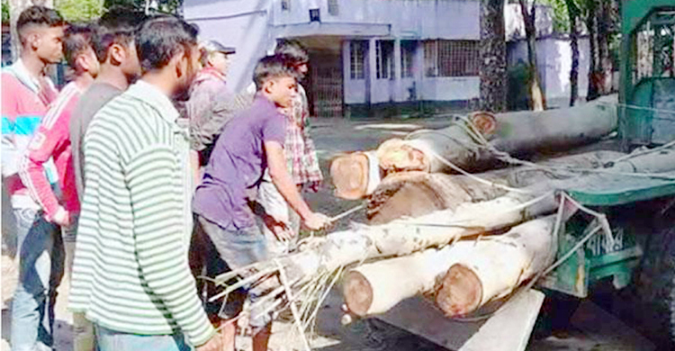 সরকারি গাছ কাটায় যুবলীগ নেতা আটক