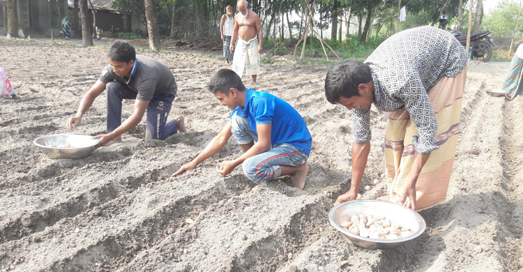 যে কারণে আলু চাষে ঝুঁকছেন কৃষকরা
